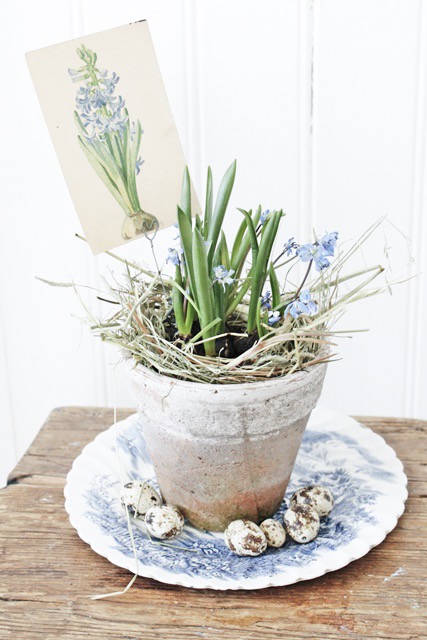 Potted Bulb Nest 